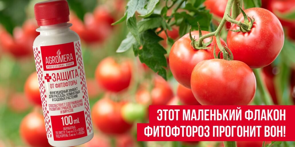 картофель защита от фитофторы