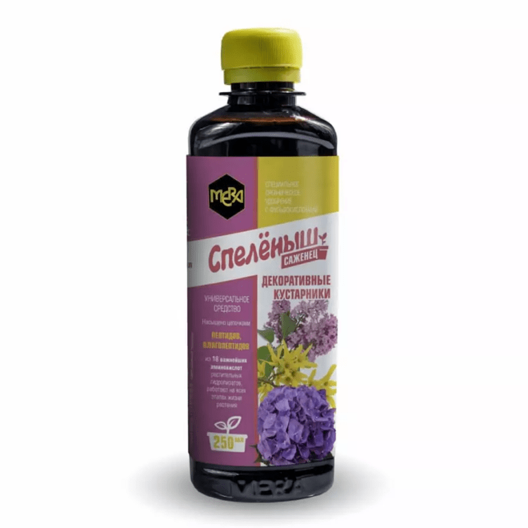 развитие листовых пластин у декоративных кустарников