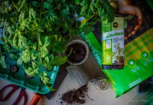 Полный цикл выращивания здоровой рассады: от первых ростков до богатого урожая