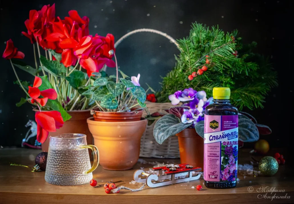 Уход за фиалками в марте: основные правила